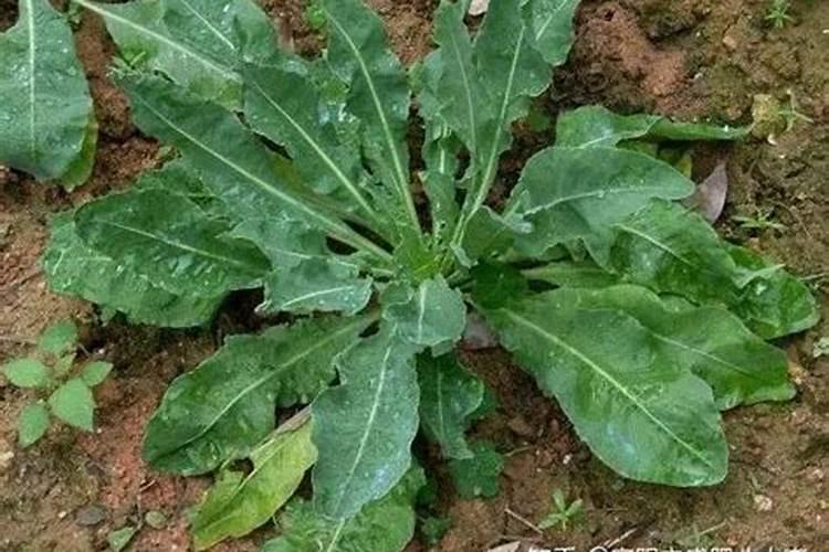 怎样种植板蓝根