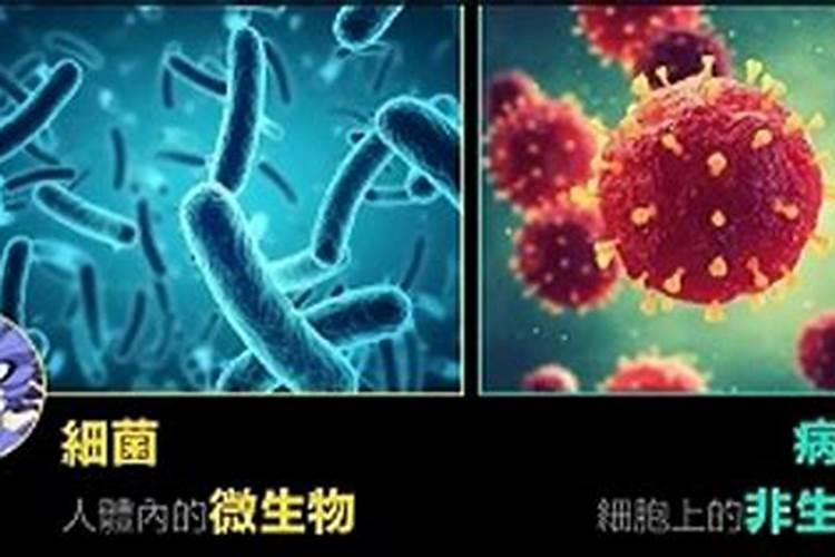 水稻黄叶矮缩病用什么农药治