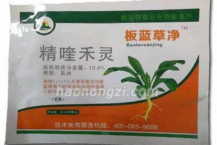 板蓝根需要什么样的底肥