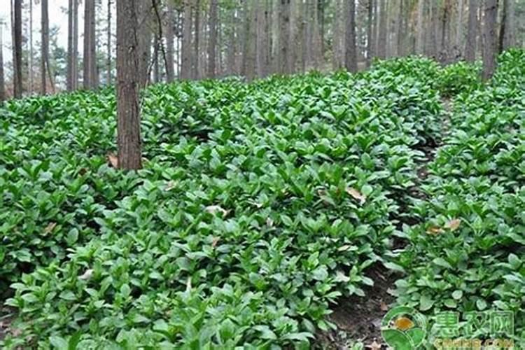 板蓝根植物长什么样子