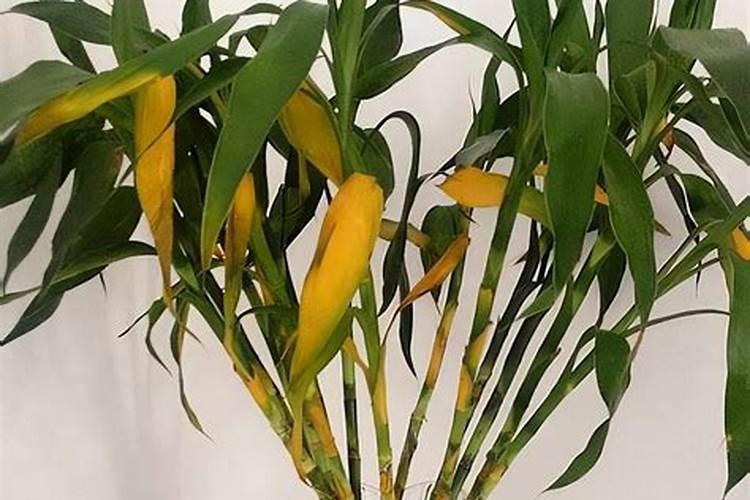 种植西红柿用什么肥料最好