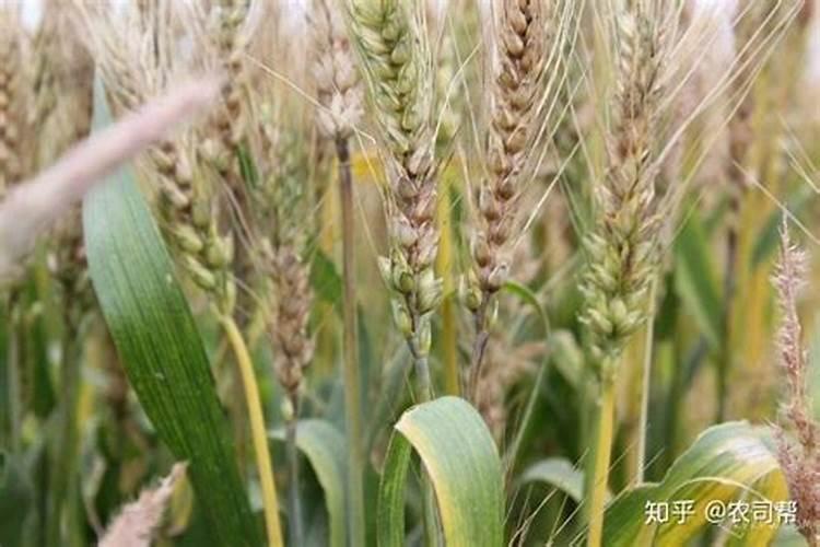 先正达益施帮叶面肥作用与效果