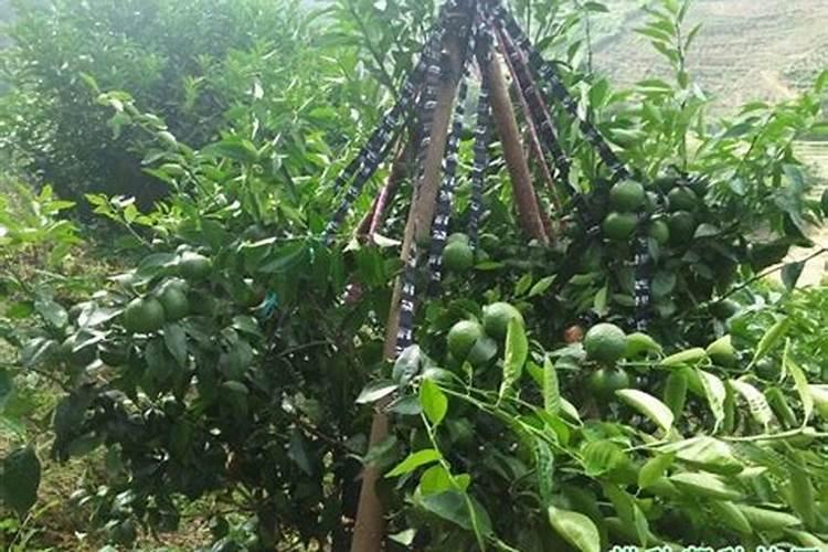 氮肥促进果树开花结果吗