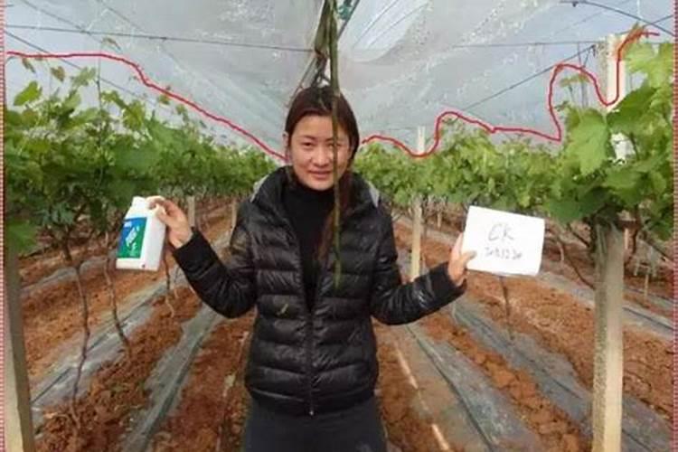 田植养482的种植效果怎么样？