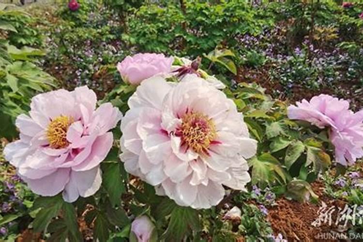 牡丹花什么时候施肥好