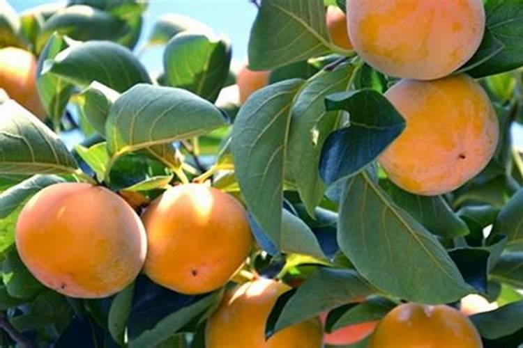 妈咪果 白柿 牛奶果哪个好吃