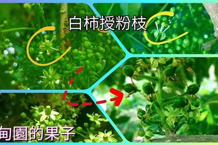 冰淇淋白柿哪个品种好