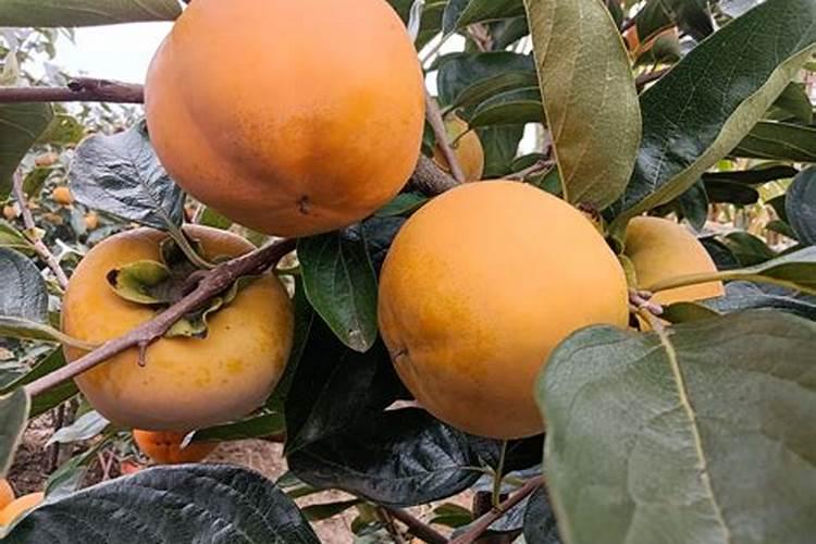 冰淇淋果白柿是黄肉好还是白肉好？