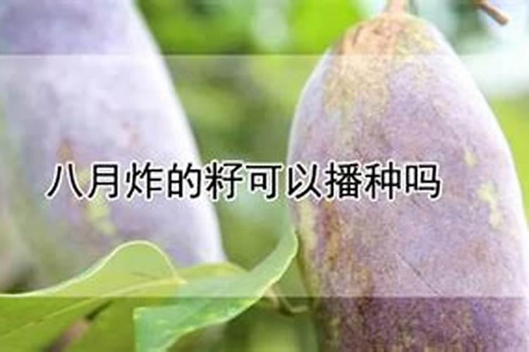 北方玉米一年喷多少次药和叶面肥？ (不算突发的病虫害)
