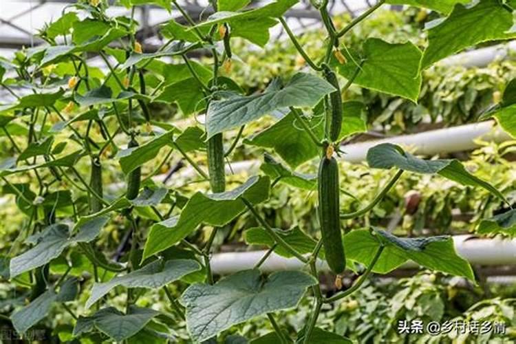 大家晚上好!肥老头海藻肥谁用过 效果怎样？