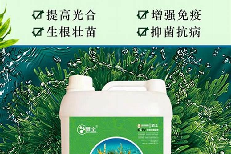 怎样提高果树定植成活率？