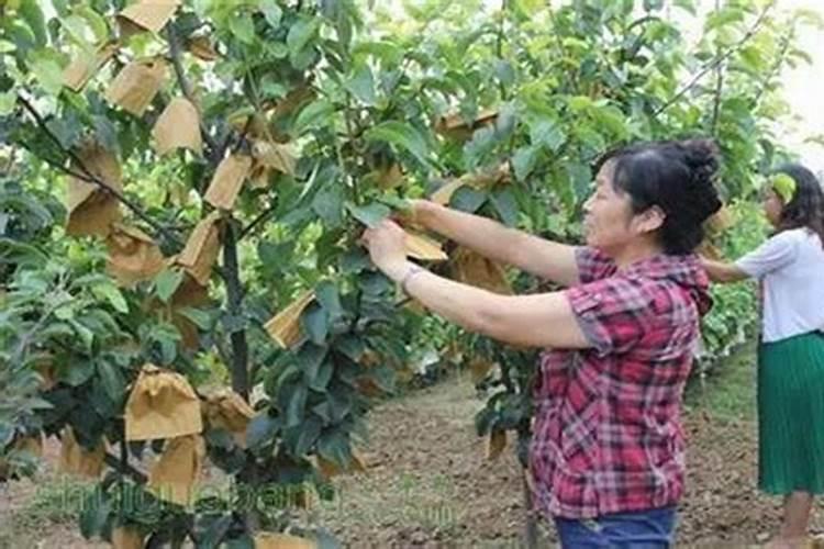氮、磷、钾52含量掺混肥怎么配比？
