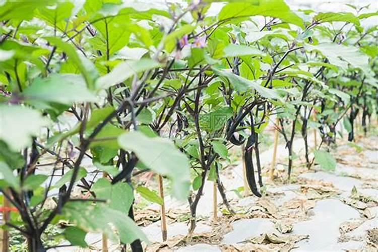 茄子什么时候施肥,茄子施肥技术