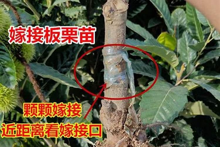 栗子树怕火考吗？