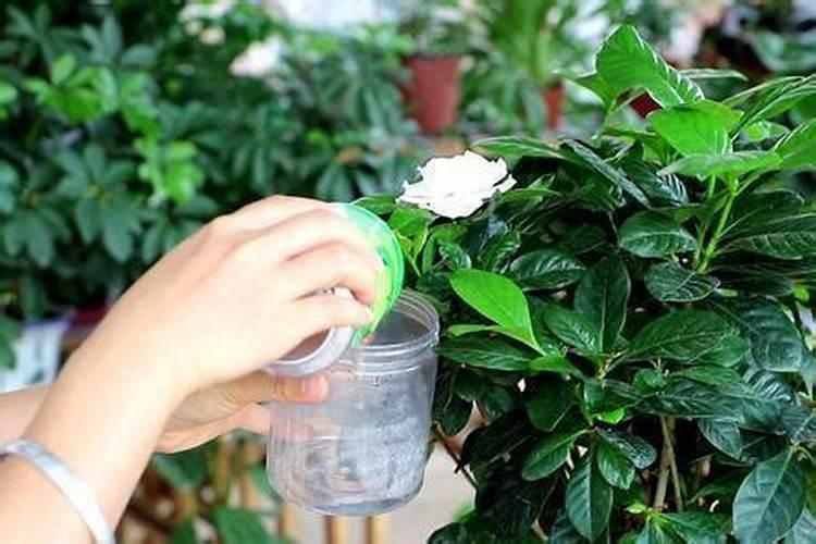 求指教,番茄啥病。