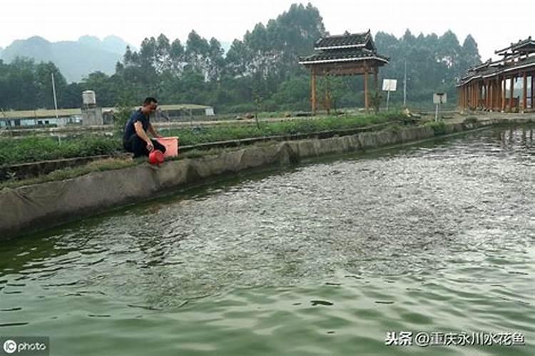 化肥可以跟磷肥一起肥池塘吗