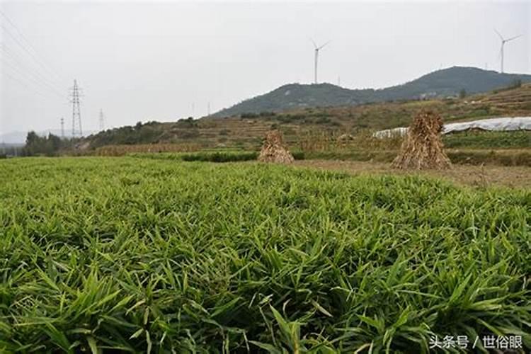 生产复合肥的氮肥 磷肥和钾肥分别有哪些