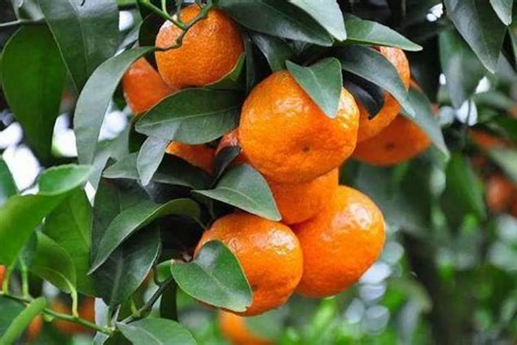 五月中旬桃树能打多菌灵吗？