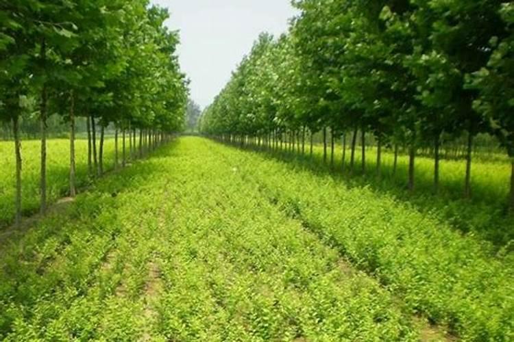 苗木种植一般用什么肥料