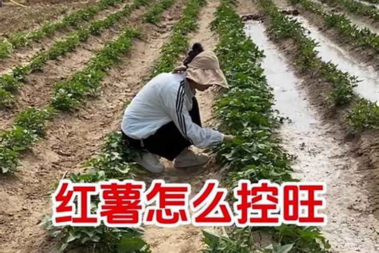 红薯追肥用什么肥料好
