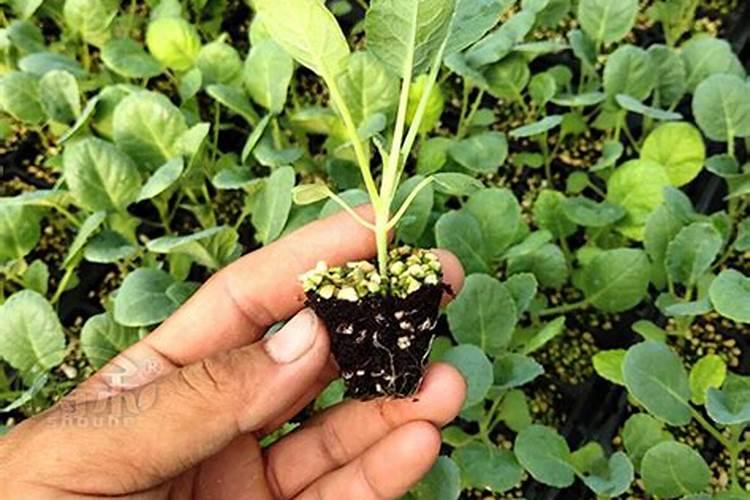 芸苔素使用有什么禁忌