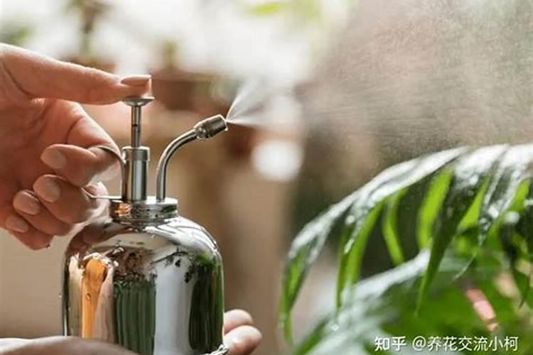 兰花施肥时间和方法