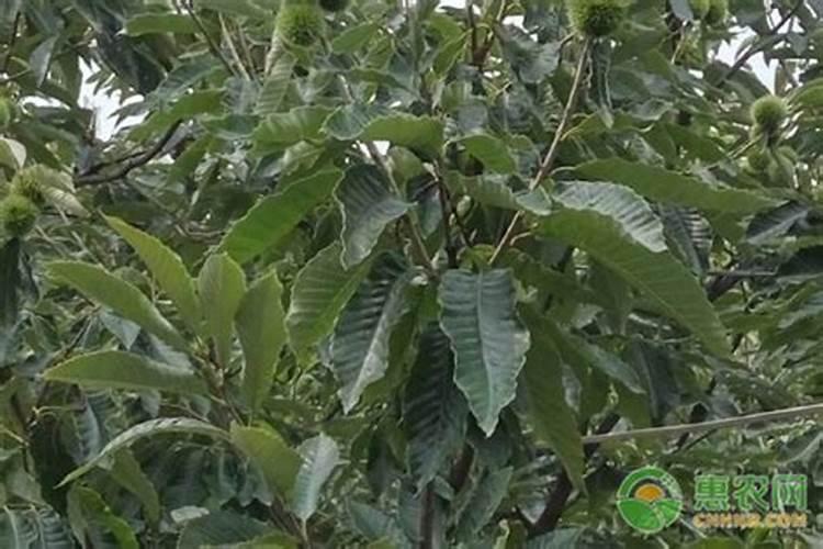 磷酸二氢钾能用于玉米地追肥吗？
