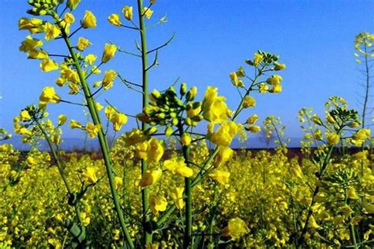 油菜开花时候能不能打硼肥？