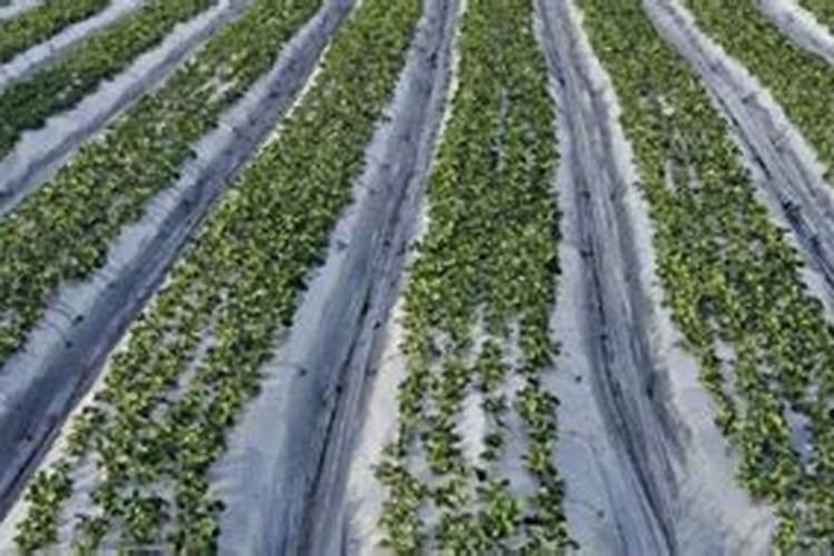 马铃薯要注意钾肥的施用(种植马铃薯为什么要重视施钾肥)