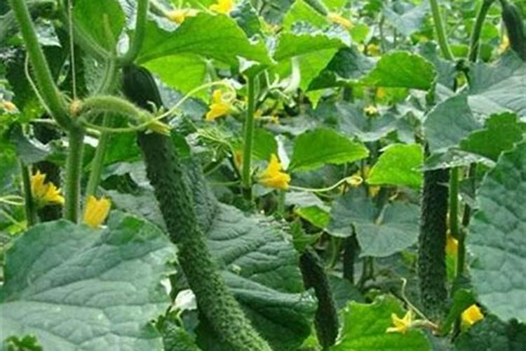 黄瓜追肥用什么肥料好