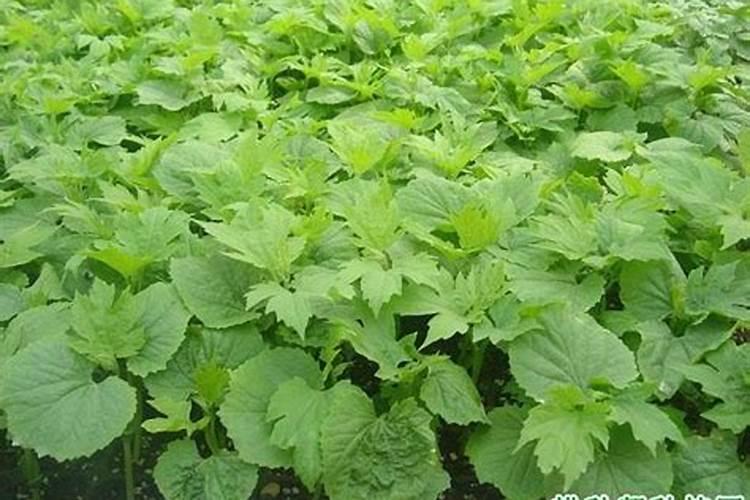 黄瓜,丝瓜,苦瓜苗期喷什么药能促进花芽分化？