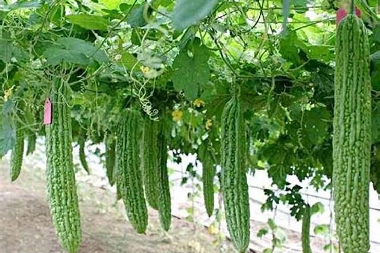 在阳台种植苦瓜必须施肥吗？是什么肥？