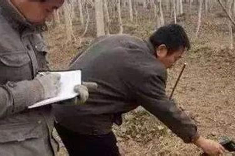 芭乐的生长环境及生长地方条件