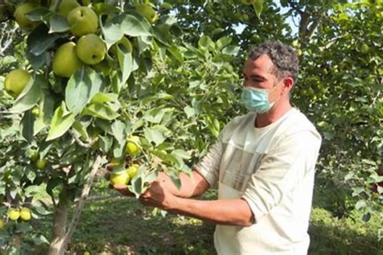 农户种植梨树应注意什么或怎样提高经济效益？