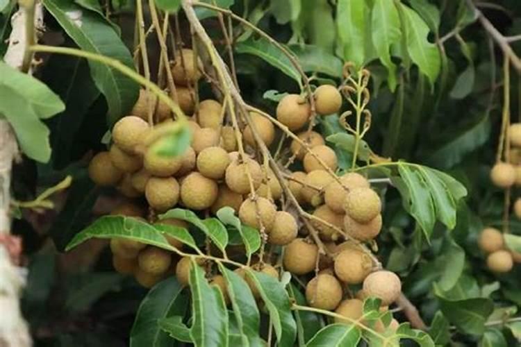 种植石硖龙眼效果怎么样