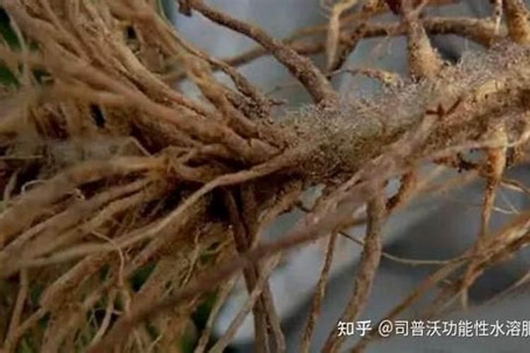 这种红叶子莴笋正常不