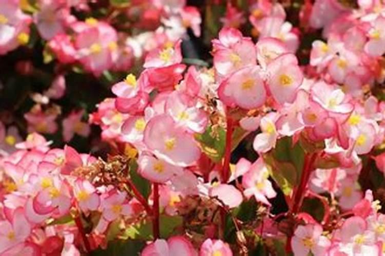 用什么肥好 海棠施肥方法