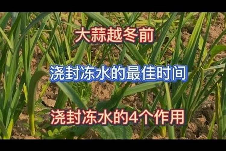 大蒜需要浇越冬水吗？