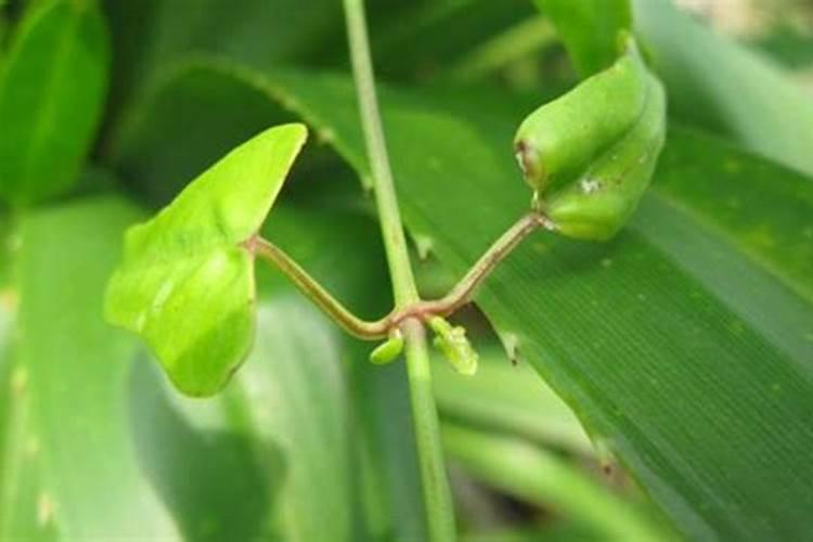 芸苔素对植物生长有什么作用？