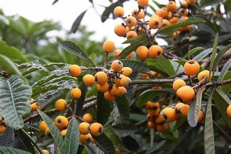 枇杷挂果后可以施硼肥吗？