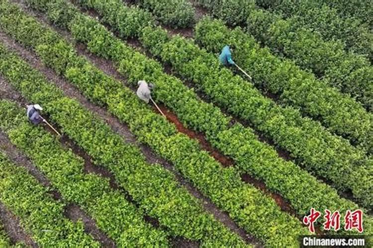 怎样给茶叶喷施叶面肥？ 敌百虫90%高效杀灭作物害虫小国家