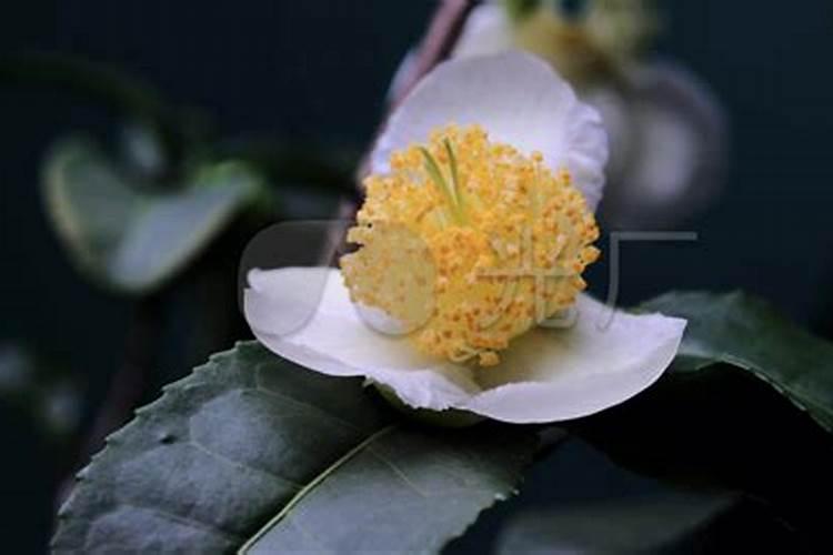 黄瓜追肥要点 黄瓜应该怎么养殖好