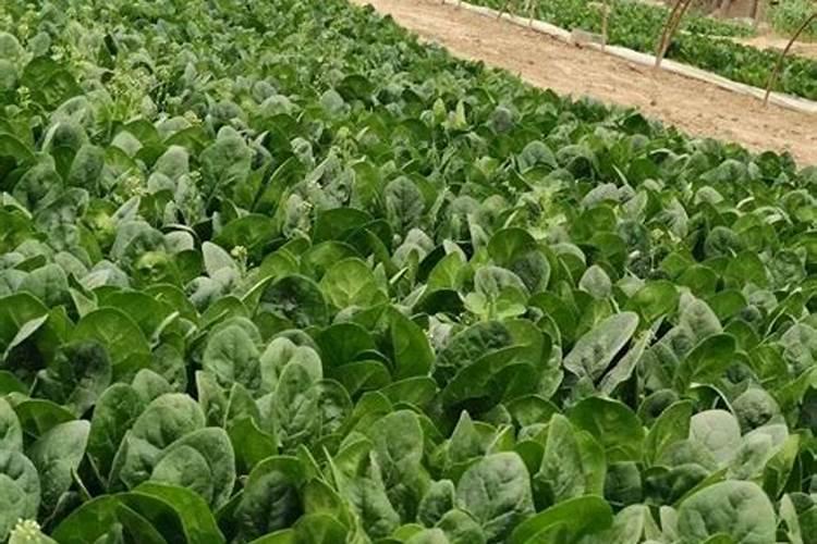 种菜施底肥的正确方法 种菜如何正确施底肥