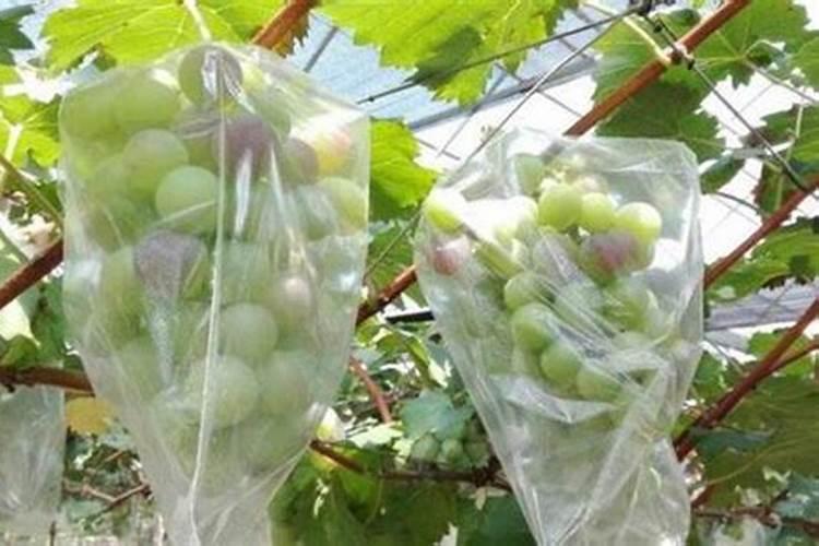 过期核桃能做啥用途肥料 过期核桃能用来做什么肥料