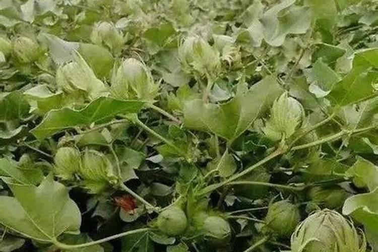 棉花每个生长周期的施肥方案 施肥用一铵还是用二铵