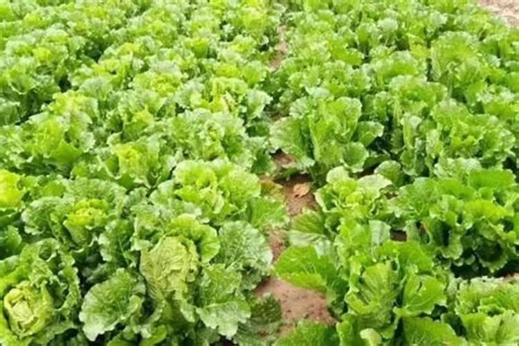 复合肥氮磷钾含量标准