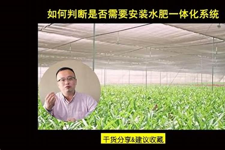 二茬瓜种植技巧