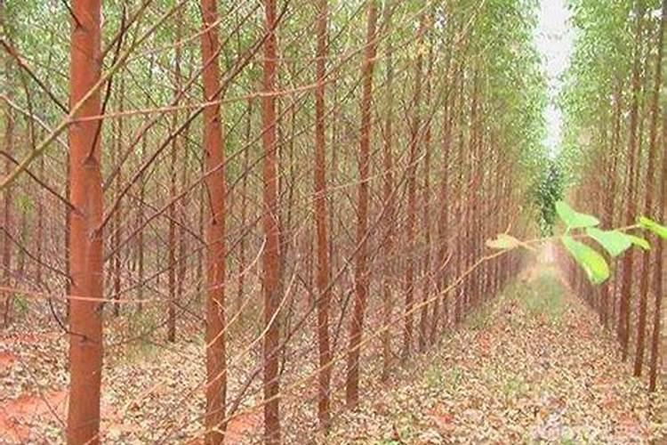 种桉树要放底肥吗