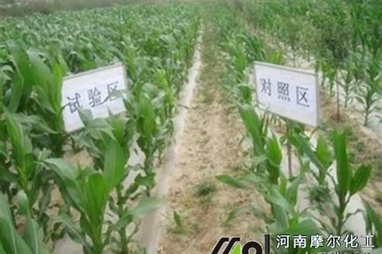 用大粪做肥料种的菜能不能食用