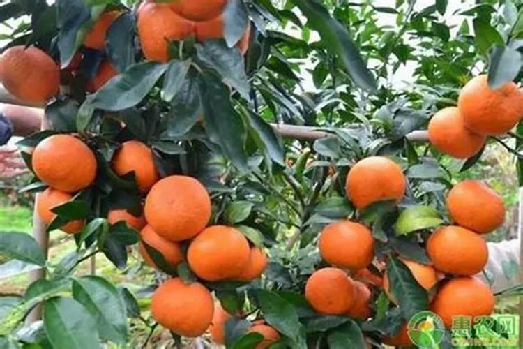 大樱桃树盛果期施肥的方法有什么？什么时间施肥最合适？